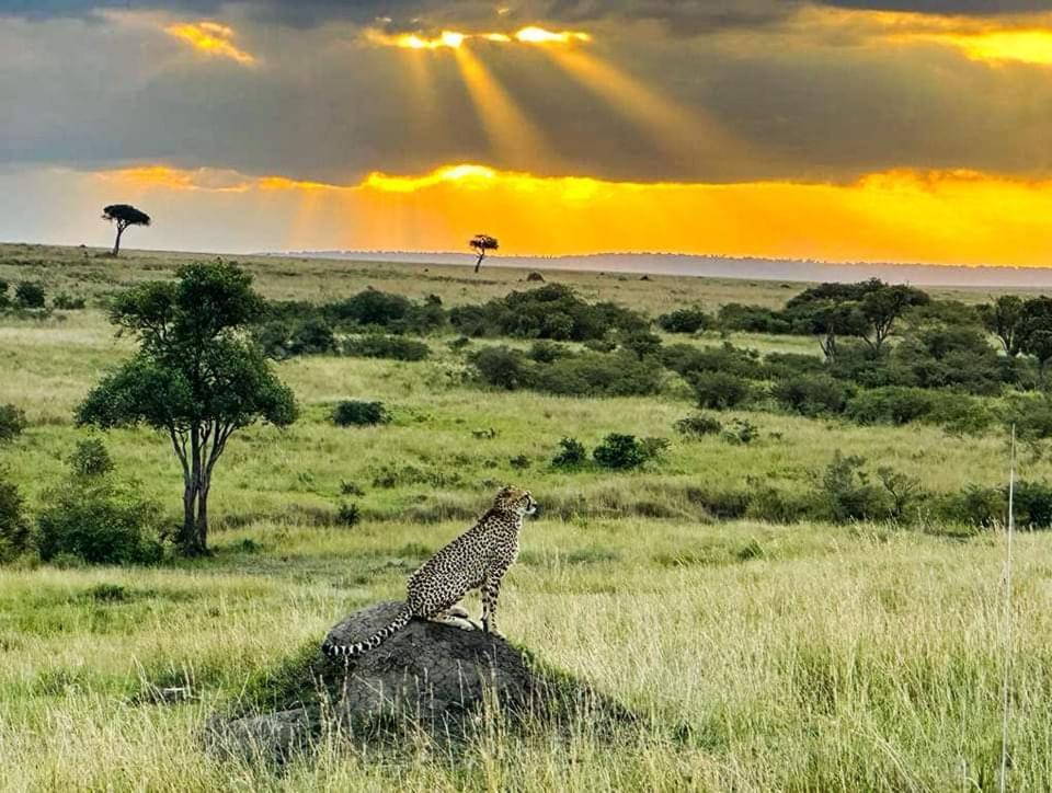 Leruk Maasai Mara Camp Hotel Sekenani Ngoại thất bức ảnh