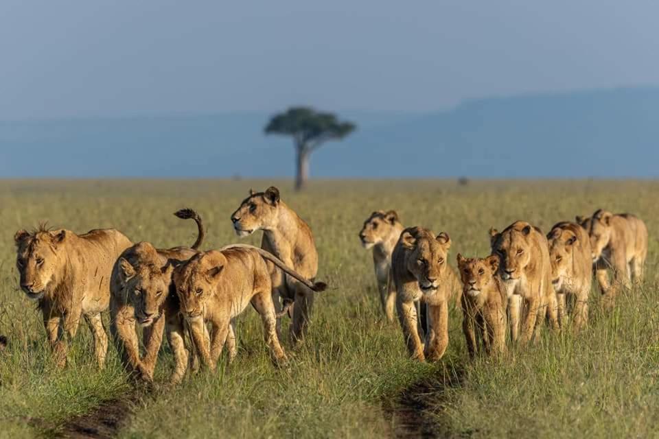 Leruk Maasai Mara Camp Hotel Sekenani Ngoại thất bức ảnh