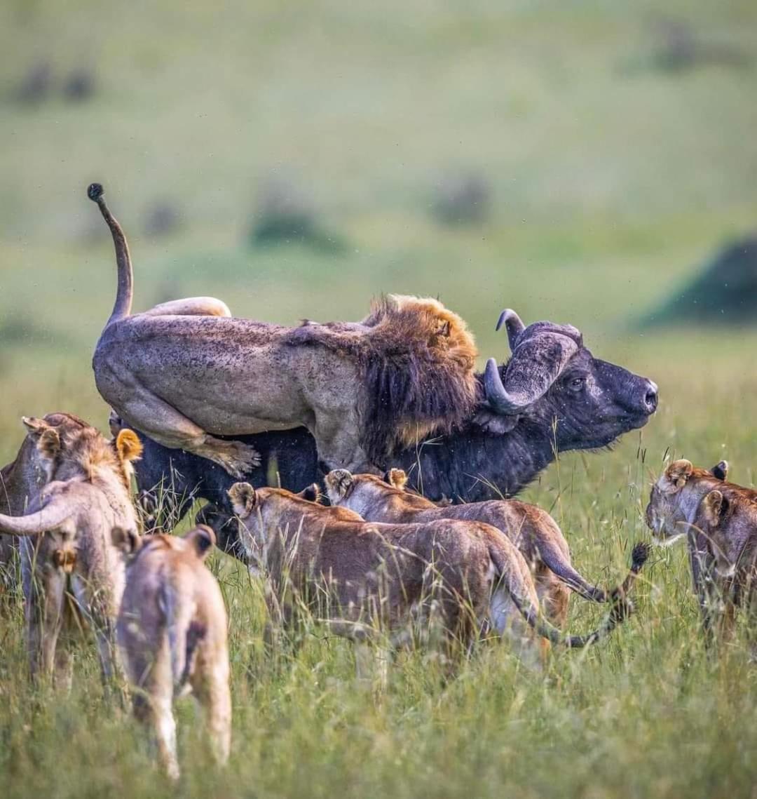 Leruk Maasai Mara Camp Hotel Sekenani Ngoại thất bức ảnh