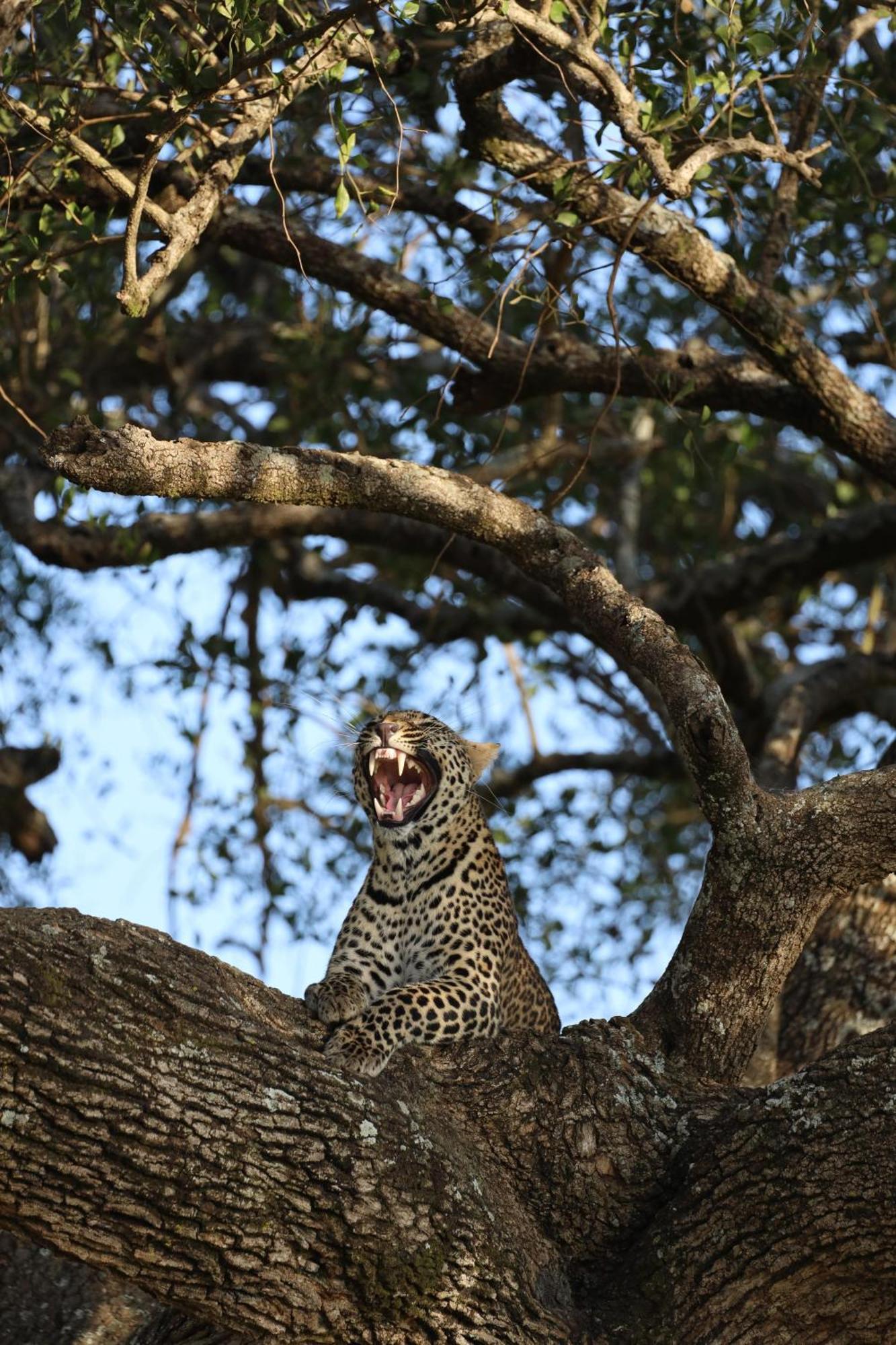 Leruk Maasai Mara Camp Hotel Sekenani Ngoại thất bức ảnh